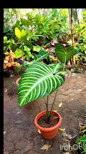 Repotting Caladium #music#phyllotaenium#xanthosomalindenii#vermicompost#cocopeat#love#gardening#