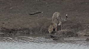 764K views · 10K reactions | What is lurking? Where? Expect the Unexpected! Be sure to see WildWatch this weekend! #wildwatch #wildearth | Wildearth | Facebook