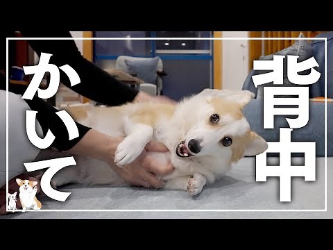 【届かない】背中がかゆくて届かないのでかいてもらったら、顔がとろけるコーギーが可愛すぎる𓊈1132日目𓊉