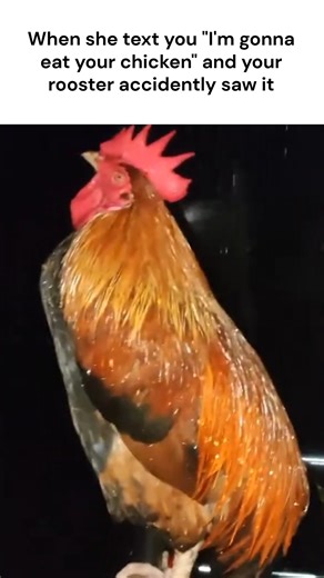 Dark Humor on Instagram: "Shouldn't have read the message 😂😭 Explanation The clip delivers a darkly funny twist where a text message pops up saying, “I’m going to eat your chicken,” and the scene cuts to a rooster standing alone in the snow, looking absolutely defeated. The timing makes it seem like the poor bird read the message himself and took it way too literally. The humor lands when viewers slowly realize the message was never about food at all, just a very unfortunate choice of words. T