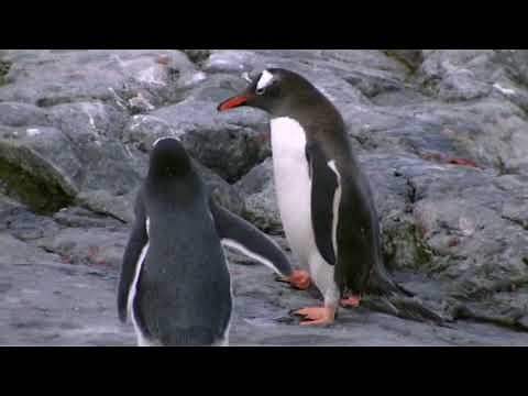 The hunt of the Leopard Seal