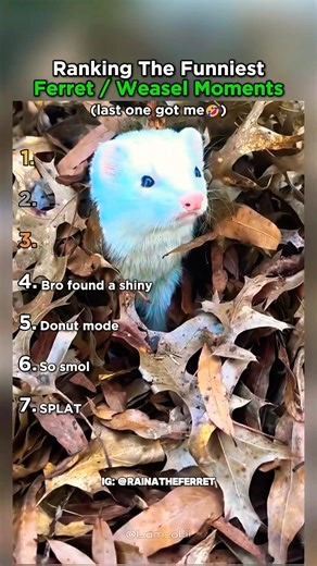 Ranking The Funniest Ferret and Weasel Moments