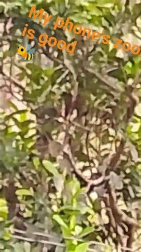 my phones zoom is super good 😎