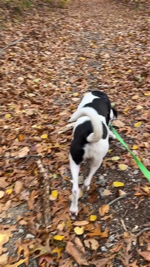 Dog camp: Axel, Beau, Sully & Basil | Trailwalkers LLC