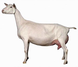 Saanen goat - Alchetron, The Free Social Encyclopedia