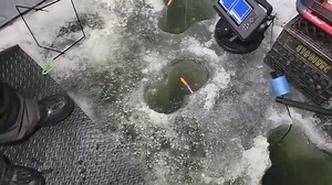 Monster sturgeon pulled from St. Croix may be biggest-ever Minnesota fish