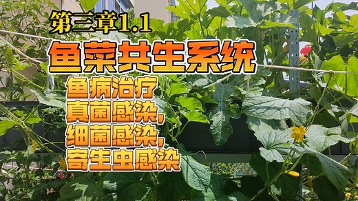 【第三章1.1】鱼菜共生系统中的鱼病防治，鱼类真菌感染，细菌感染，寄生虫感染的治疗方法