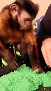Capuchin MonkeyBoo haves some fun with his Kinetic Sand! One of MonkeyBoo's favorite toys! | MonkeyBoo