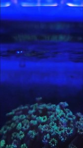 simple light, simple reef tank #reeftank #goniopora #coral