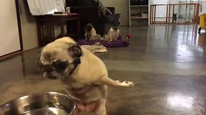Pug Nation Rescue of Los Angeles on Reels