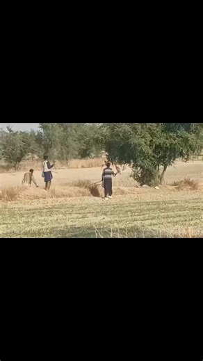 #Falconry #Pakistan #Goshawk | Pakistan Falconry Association