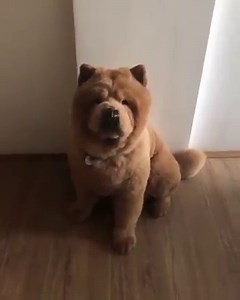 Introducing the world's biggest teddy bear! 😍🧡🧡 🐶 | boohoo.com
