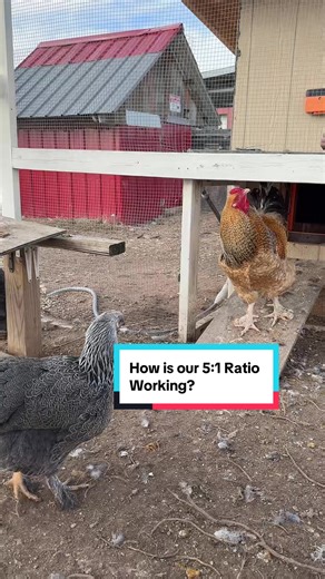 Understanding the 5 to 1 Hen to Rooster Ratio