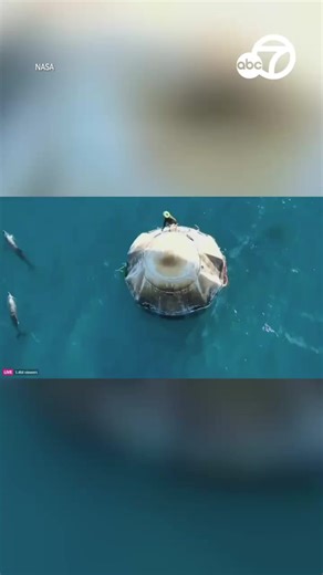 1.6M views · 28K reactions | A pod of dolphins welcomed NASA's Suni Williams and Butch Wilmore splash down on Earth! | ABC7 News | Facebook