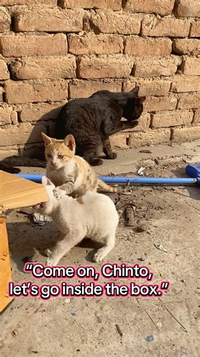 When kittens find a box and the sun finds them 📦