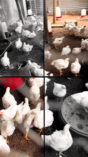 Fresh Farm Chickens Coming Soon!