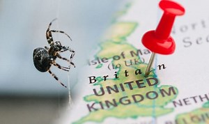 False widow spider catches and kills honey bee