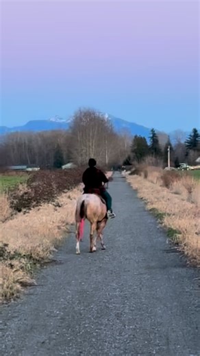 @hamilton_valley_qh on Instagram: "Prada is a very forward moving and ambitious girl. Instead of fighting her energy I’m using it as a tool. We did half a mile of leg yields down the trail today. 💪🏽 I have a feeling she’s going to make a snappy pole bender. #aqha#prada"
