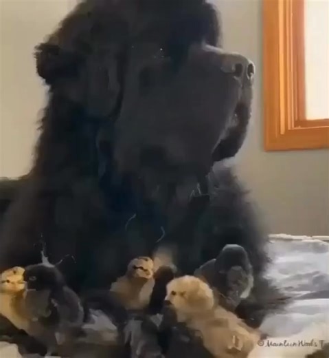 91K views · 2.7K reactions | Adorable!! Super!!❤❤❤ - #dogwalking #newfiepuppy #newfoundlandandlabrador #dogworld #dogsmile #doginfluencer #newfielife #doggie #puppyoftheday #newfoundlander #newfoundlandphotography #newfiesofinstagram #newfoundlands #newfoundlandofinstagram #doggy #newfoundlanddogs #newfoundland #newfiesarethebestdogsever #newfoundland_feature #newfoundlandsofinstagram | Newfoundland Lover | Facebook