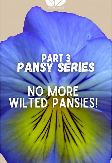 Pansy Series Part 3: Essential Watering & Care Tips