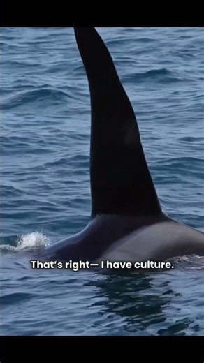Orca: The Ocean’s Apex Predator with Culture