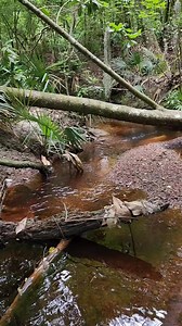Cottonmouth blocking our fossil hunting spot! 🐍😅 | Florida Panhandle Springs and Fossils