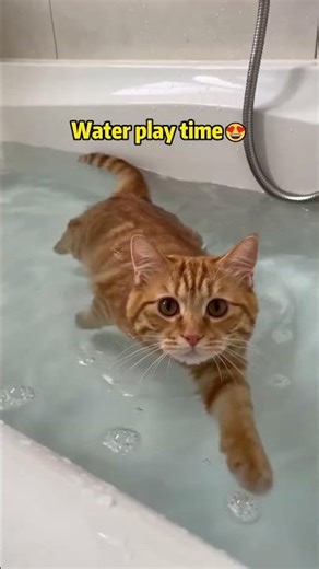 Who Says Cats Hate Water? This Ginger Cat is "Walking" in the Tub! 🐾🛁 #cat