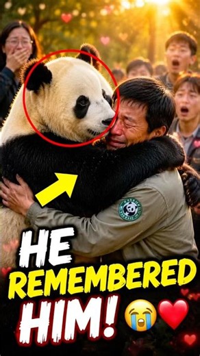 Panda Never Forgot Him! Emotional Reunion Melts Millions of Hearts ❤️