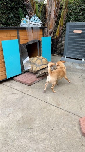 9.2K views · 595 reactions | Our Morning Routine  | Tilly G The Tortoise | Facebook