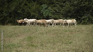 Small flock of sheep and goats in nature. Sheep grazing and walking in green, summer grass in cinematic slow motion.