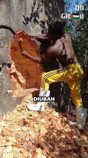 The Ancient Tree That Saved Many Humans⁉️