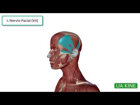 Anatomía Musculo Temporoparietal - Origen función e Inervación