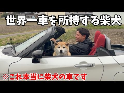【まじか】また新たな車をもらった柴犬の様子が凄すぎました…まるで小学生男子。