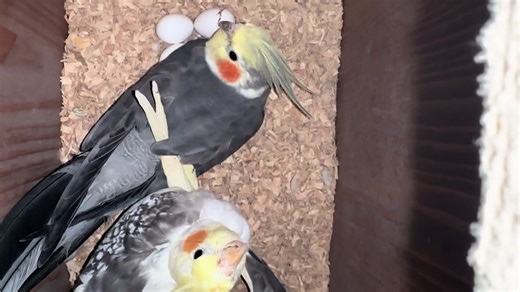 Watching Baby Birds Hatch: A Fascinating Experience