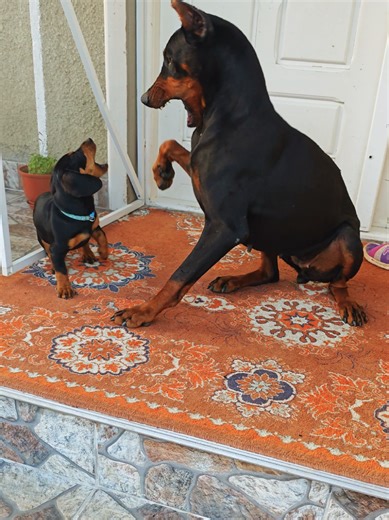 Dachshund vs Doberman: A Funny Dog Showdown
