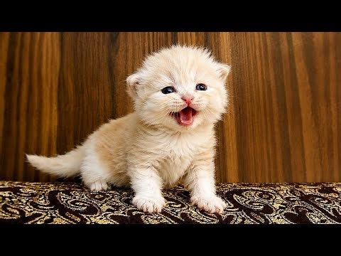 Tiny Pudding Can't Find Mama Cat - Will They Reunite?
