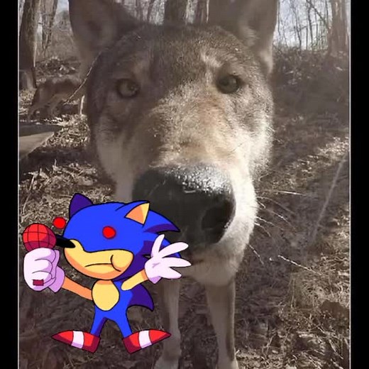 Санки на TikTok