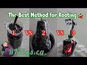 Comparing 3 Rooting Techniques! What's best?