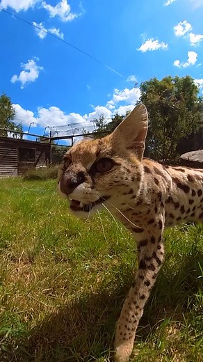 84K views · 3.6K reactions |  Jump if it's your birthday!  李 Send your birthday wishes to our Serval, Jua who turns 11 today! #smallcat #cat #cute #birthday #serval #jump #enrichment #insta360 Insta360 | The Big Cat Sanctuary | Facebook