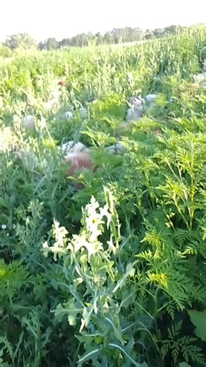 Videoclipuri postate de Steli Stelian (@stelianmatei141) cu sunet original - Petronela 1