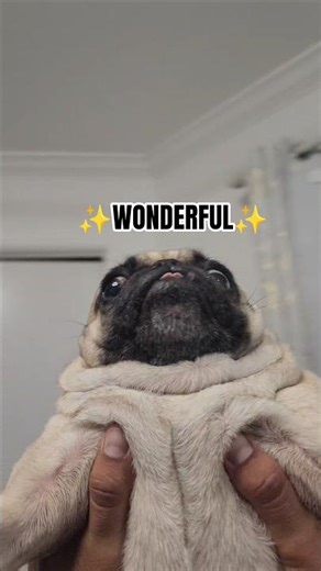 The Wonderful Pug Nub