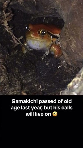 my tomato frog croaks! #frog #frogs #pets #animals #animal #reptile #reptiles