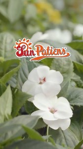 Sun or shade, rain or shine 🌞🌧️ Sunpatiens® keep growing and flowering from spring through autumn. Choose Sunpatiens® for ultimate garden success! 🌸 Sakata Seed Southern Africa #Sunpatiens #GardenSuccess #FloweringPlants #AllSeasonFlowers #LowMaintenancePlants | The Gardener Magazine