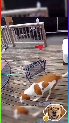 the cat challenges the dog to a fight #laughingcats #catsfight #funny