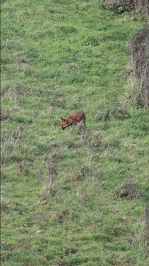 Fox Rabbit HUNT #foxes #redfoxes #foxhunting #foxrabbit #animalshunting #deadlyanimals #vulpesvulpes