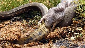 Massive python swallows croc whole