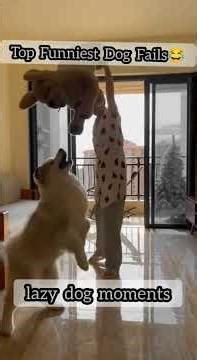 Top Funniest Dog Fails #funny #cat #uk #usa #pets #animals #funniestvideo #canada #top #best