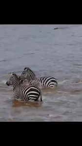 7.2K views · 37 reactions | Zebra's Vs Crocodiles | Creature Trending | Facebook