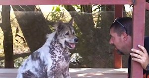 DOG TOLD HE’S GETTING ADOPTED AFTER 4 YEARS AT SHELTER, DOES CUTEST HAPPY DANCE EVER