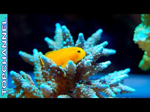 6 Especies de corales más extraordinarios